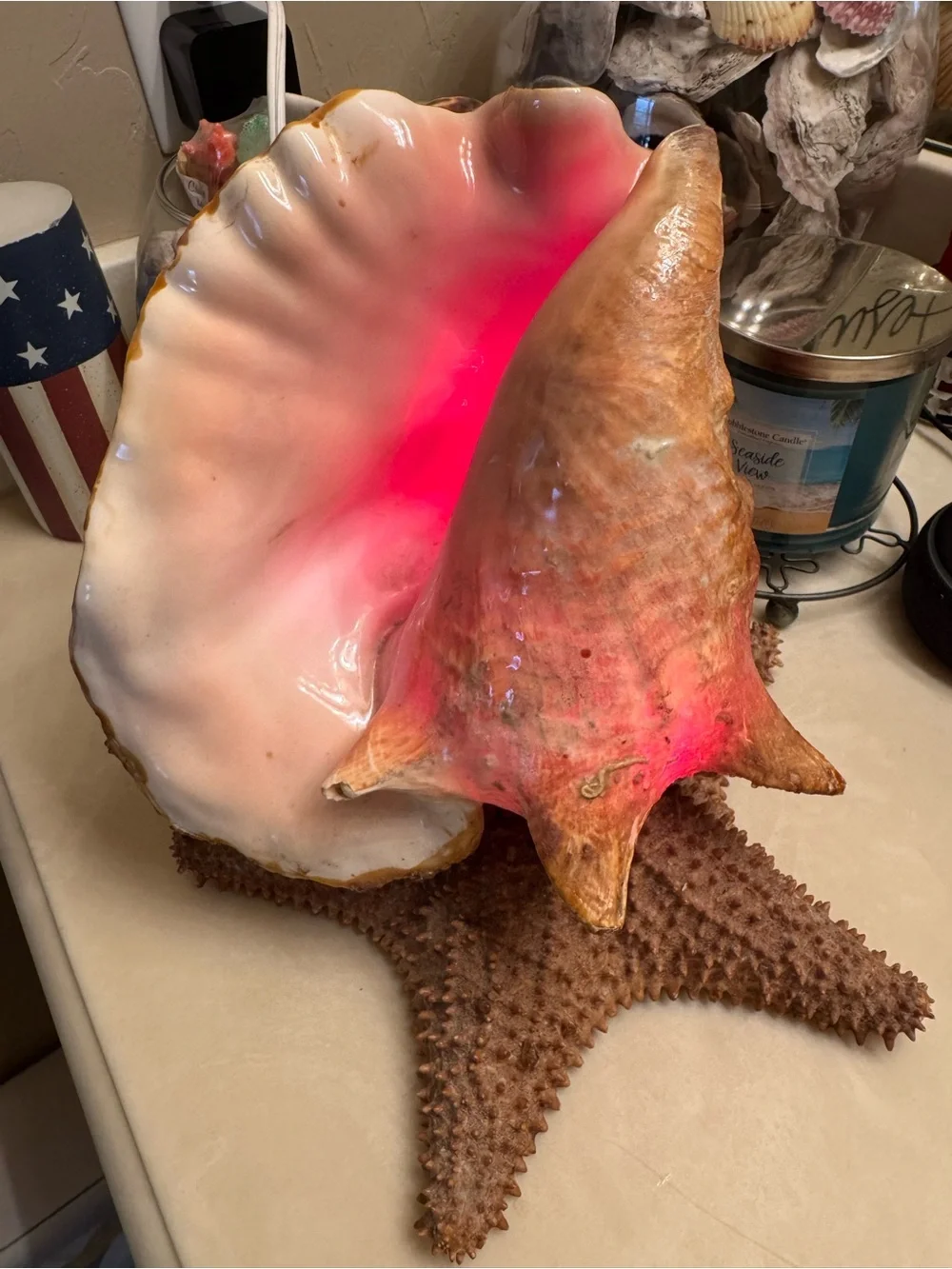 Real Conch Shell & Starfish Table Lamp Nightlight - Mexico 🇲🇽